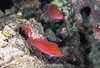 Milne Bay Papua New Guinea Fishes