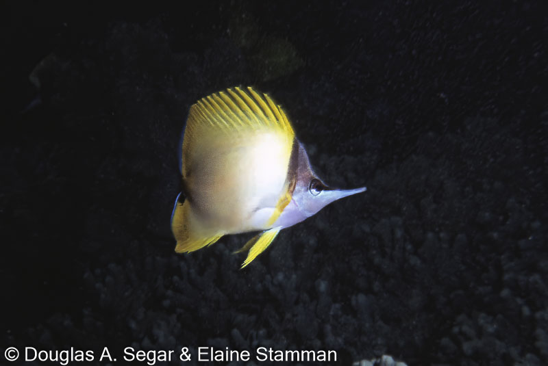 Segar0807.jpg