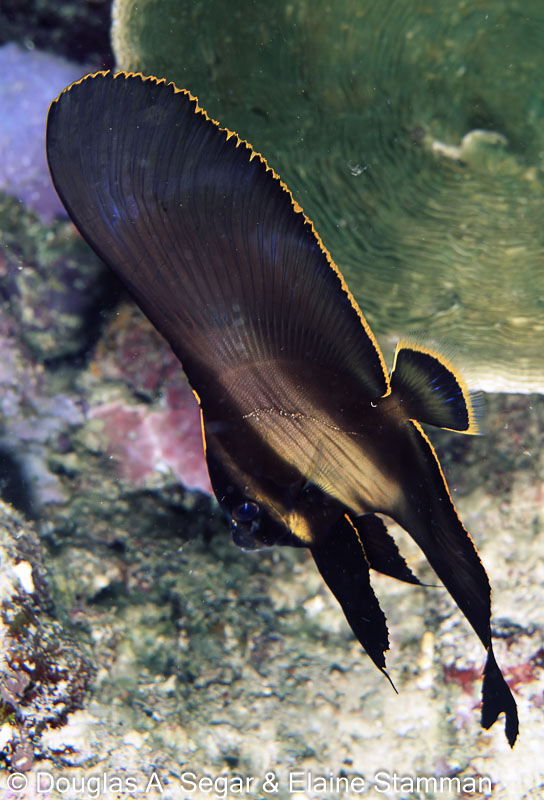 SegarA5519.jpg
