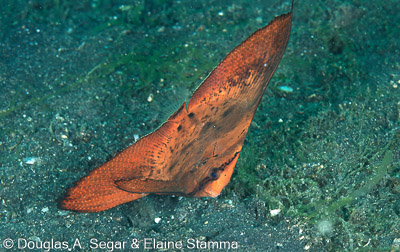 Segar-2011-07-1771.jpg