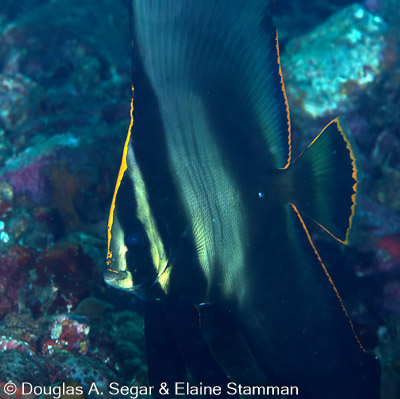 Segar-2013-05-2560.jpg