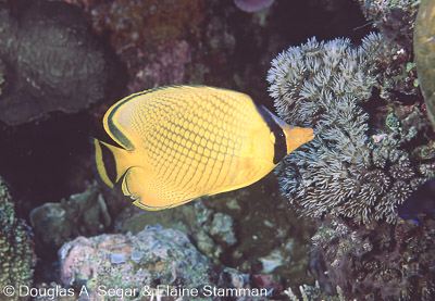 Angelfish