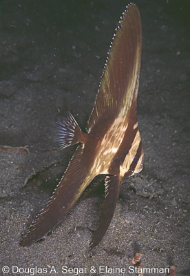 SegarA4196.jpg