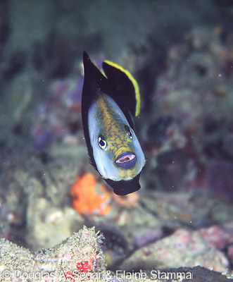 SegarA6761.jpg