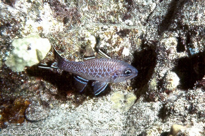 Segar0706.jpg