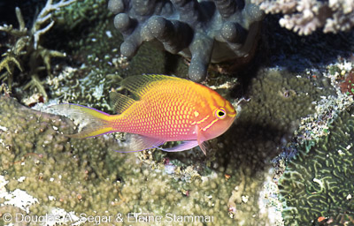 Anthias