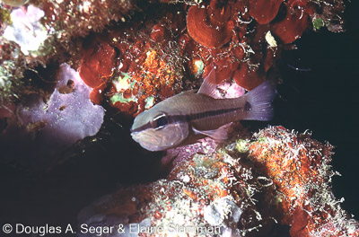 Segar9693.jpg