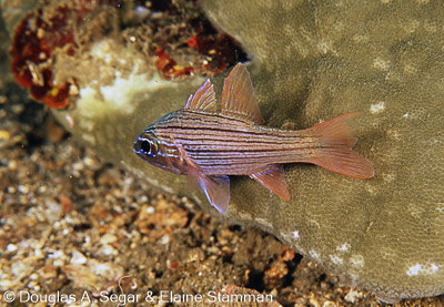 Anthias