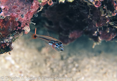 SegarA5181.jpg