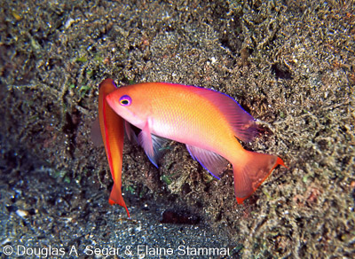 Anthias