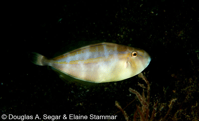 Segar-2010-07-1423.jpg