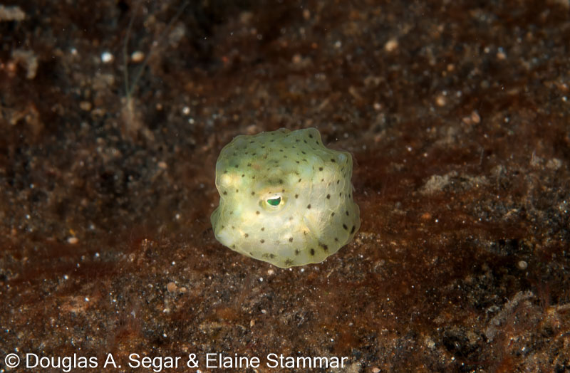 Segar-2010-12-3025.jpg