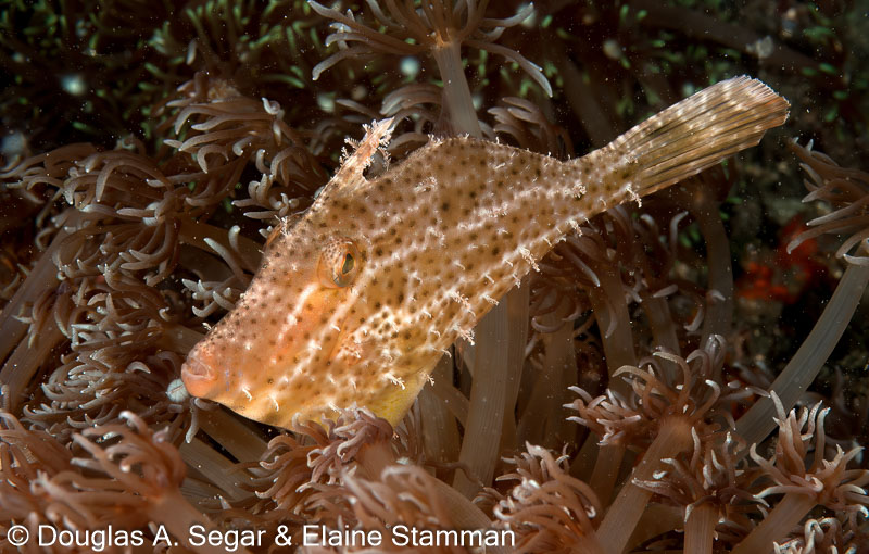 Segar-2011-07-2397.jpg