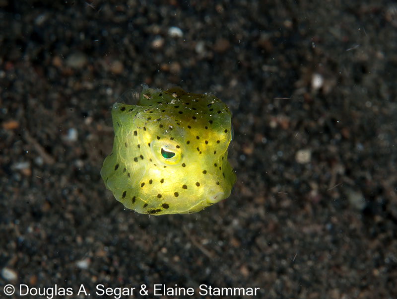Segar-2012-12-1702.jpg