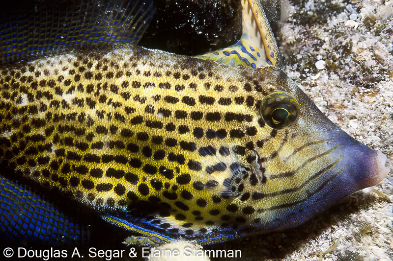 Segar0463.jpg