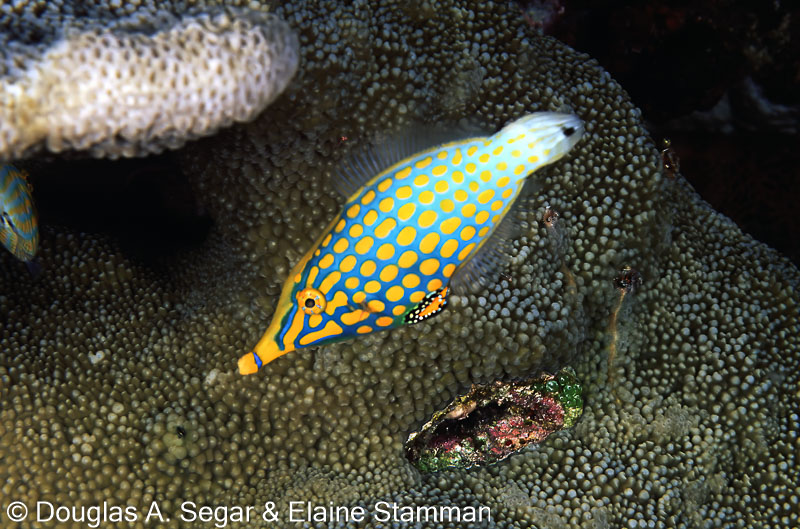 SegarA7456.jpg
