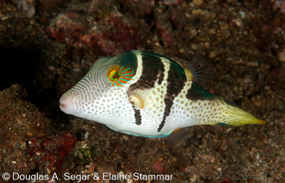 Segar-2010-07-0667.jpg