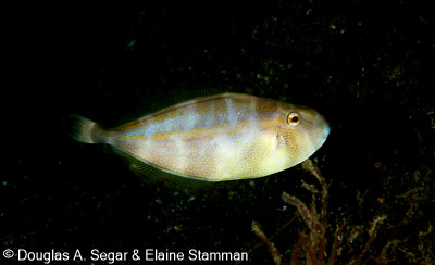 Segar-2010-07-1423.jpg