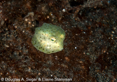 Segar-2010-12-3026.jpg