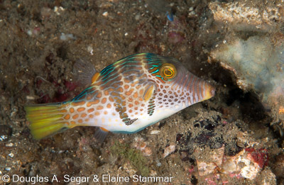 Segar-2011-07-1546.jpg