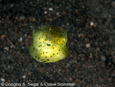 Segar-2012-12-1702.jpg