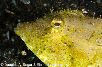 Boxfish