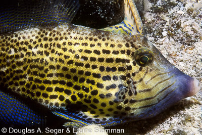 Segar0463.jpg
