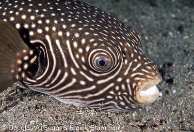 Boxfish