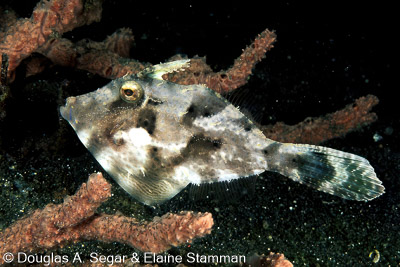Boxfish