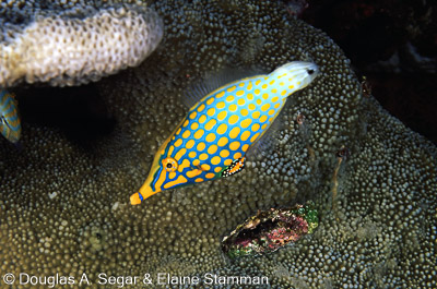 SegarA7456.jpg