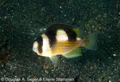 Damselfish