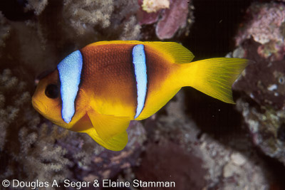 Damselfish