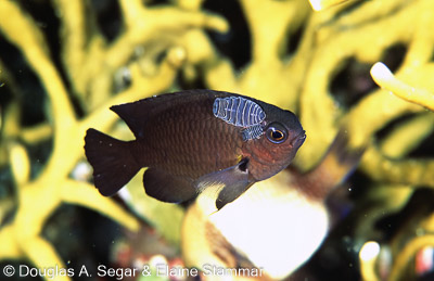 Damselfish