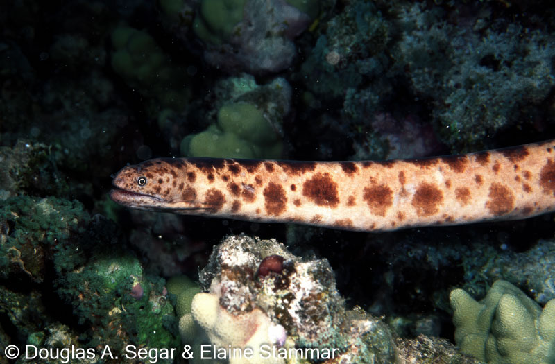 Segar6879.jpg
