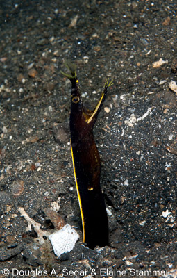 Segar-2008-07-2355.jpg