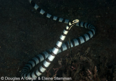 Segar-2010-12-3031.jpg