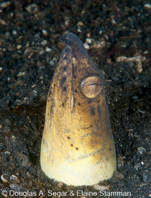 Segar-2012-07-2028.jpg