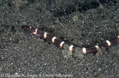 Segar-2012-07-2083.jpg
