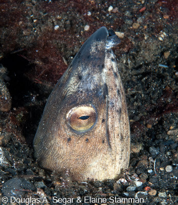 Segar-2012-12-1696.jpg