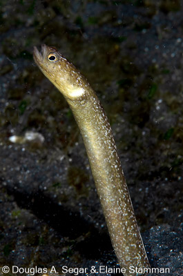 Eels