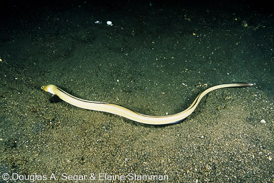 SegarA8670.jpg