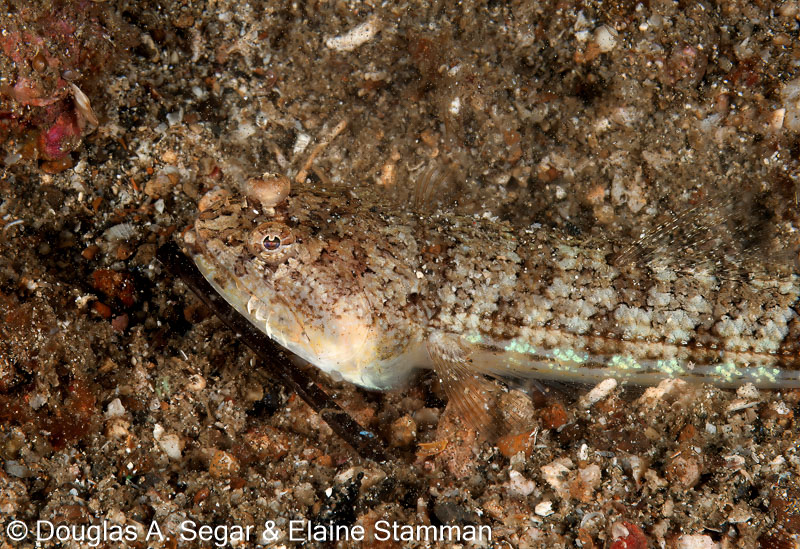 Segar-2011-07-2123.jpg