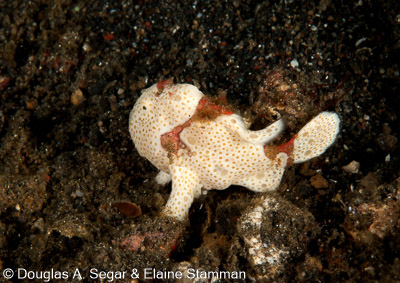 Frogfish
