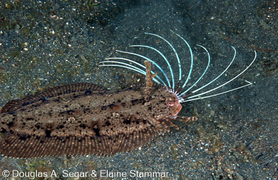 Segar-2010-12-3294.jpg