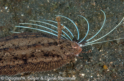 Segar-2010-12-3308.jpg