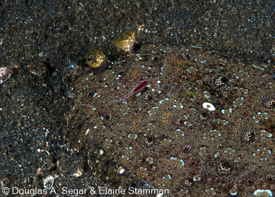 Segar-2010-12-3938.jpg
