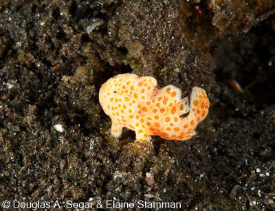 Frogfish