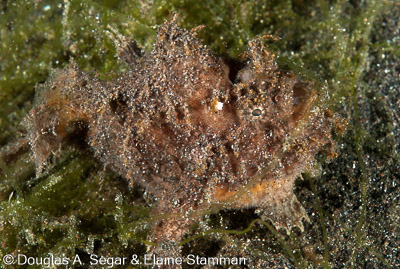 Segar-2011-07-2738.jpg