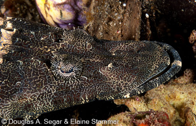 Frogfish