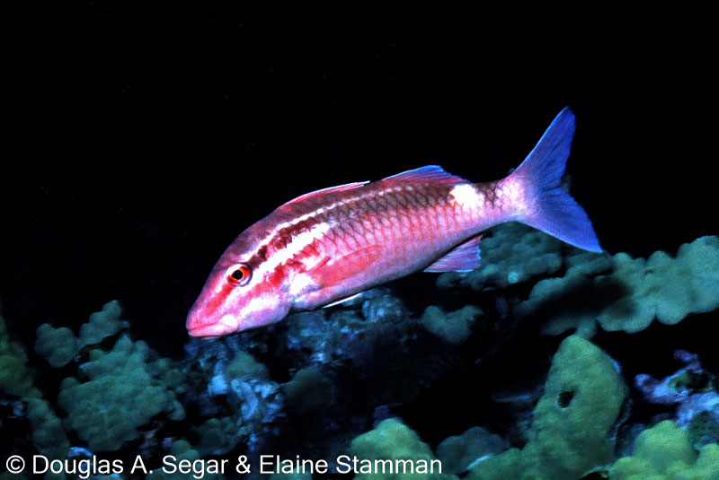 Segar6790.jpg